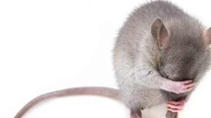 Ученым удалось излечить крыс от алкоголизма лазером