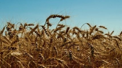 Цены на зерно в России достигли максимума с распада СССР