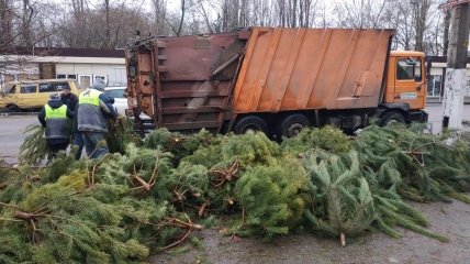 В Одессе все брошенные елки попадут на свалку