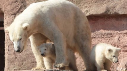 В чешском зоопарке посетители смогут увидеть белых медвежат