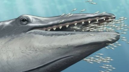 Ученые обнаружили "недостающее звено" в эволюции китов