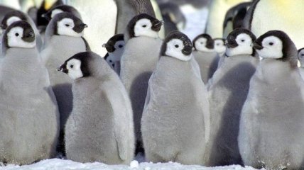 В Антарктике погибли почти все птенцы пингвинов