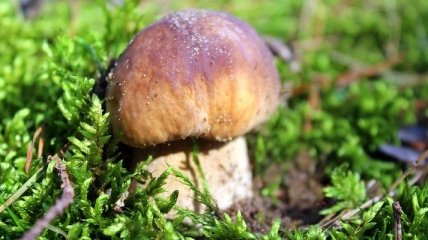 Сезон грибов в разгаре: как выбрать правильные грибы и не отравиться