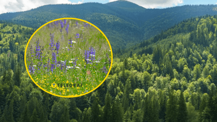 Редкие цветы