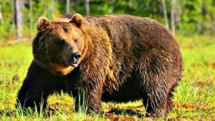 Медведь набросился на группу туристов и растерзал мальчика-подростка: детали трагедии в РФ