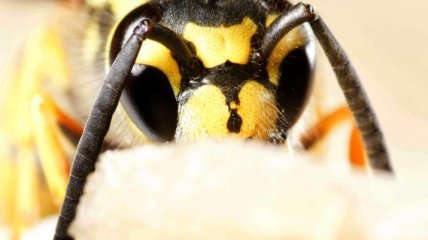 65 тыс. евро за убийство осы: как в Германии борются за вымирающие виды