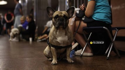 Собака у Київському метро - звичний персонаж