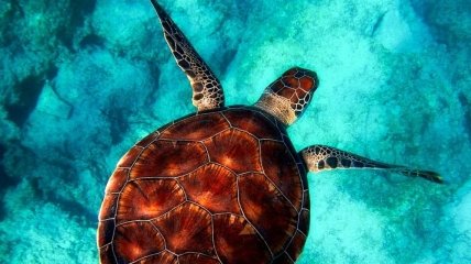 Специальные "корреспонденты": мониторить океаны теперь будут животные