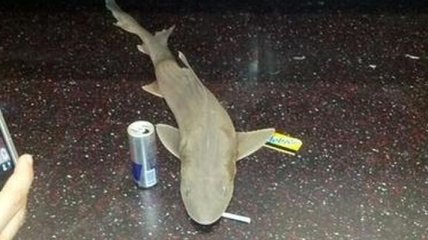 Разгадана тайна появления акулы в метро Нью-Йорка 