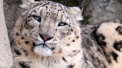 В Николаевском зоопарке отравлены снежный барс и пума