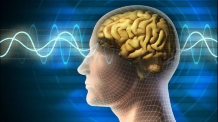 Ученые напечатали тестовую модель мозга на принтере