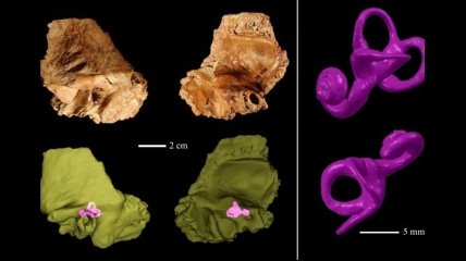 Какова была структура внутреннего уха неандертальцев?