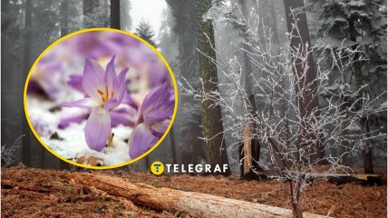 Растение безвременник