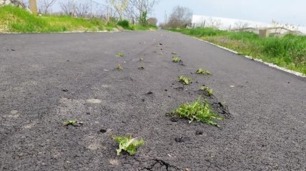 На недавно отремонтированной дороге на Днепропетровщине густо проросла трава: фото обсуждают в сети