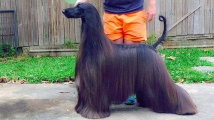 Забавная собака с идеальной длинной шерстью стала звездой ВК