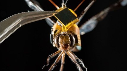 Ученые сделали из стрекозы "живой дрон" (Видео)