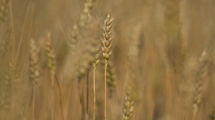 В Херсонской области завершили уборки ранних зерновых культур