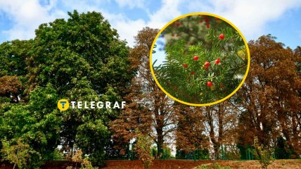 Тис ягідний