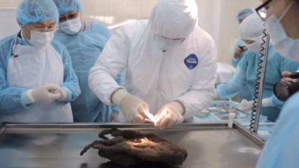 Ученые обнаружили хорошо сохранившееся тело щенка во льдах Сибири (Видео)