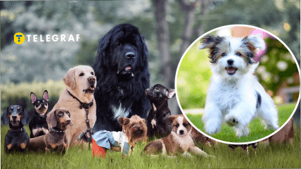 Международный день собак