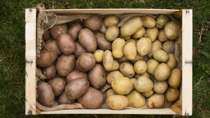 Как сажать картошку