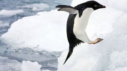 Австралийские ученые опубликовали курьезное видео, на котором пингвин запрыгнул к ним в лодку (Видео)