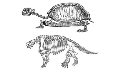 Ящер эвнотозавр оказался предком черепах
