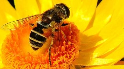 Пчелы за полтора века уменьшились в размерах