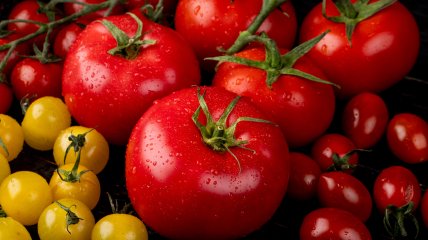 Ризикуєте залишитися без урожаю томатів