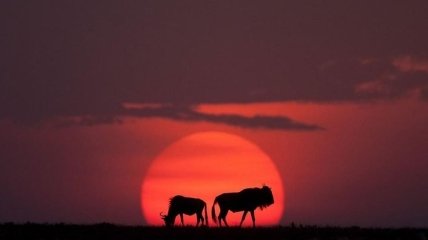 Умиротворение: африканские закаты в объективе фотографа дикой природы (Фото) 