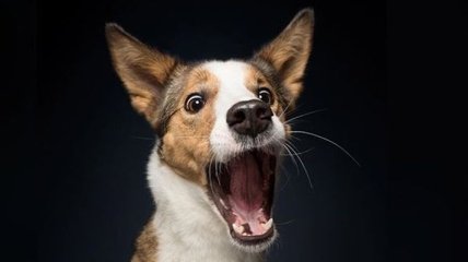 Улыбка до ушей: эти забавные собаки не могут сдерживать свои эмоции 