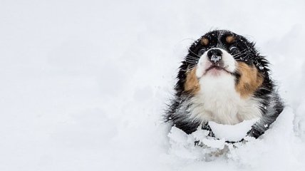 Животные впервые увидели снег (ФОТО)