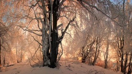 Погода в Украине на сегодня: прогнозируют солнечно-снежный день 