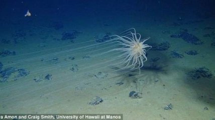 В Тихом океане обнаружили удивительное существо