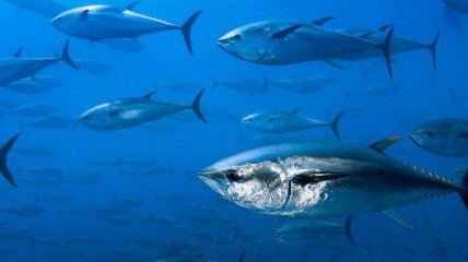 Веские причины добавить тунец в свой рацион питания 