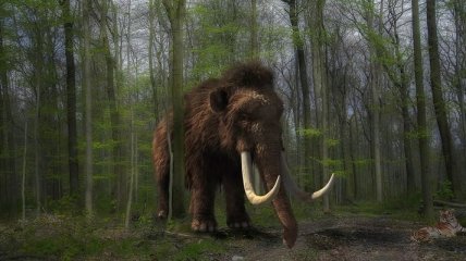 Палеонтологи нашли древнейшие следы мамонтов (Фото)