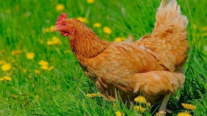Украина теряет позиции среди экспортеров курятины в ЕС