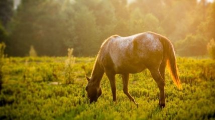 В Канаде при пожаре погибли 43 элитных коня