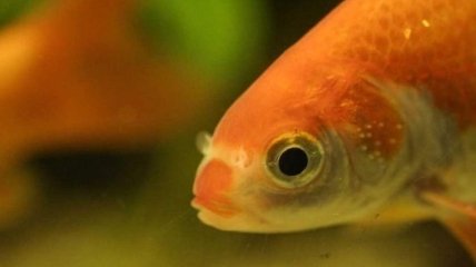 Ученые сделали неожиданное заявление о золотых рыбках