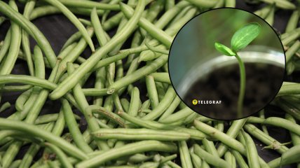 Базилик защитит другие растения от вредителей