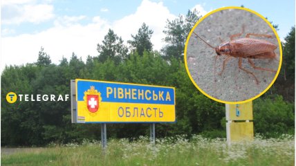 Цікаве село розташоване на Рівненщині