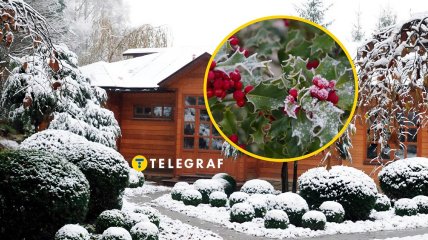 Ядовитые растения в Украине