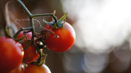 Натуральні помідори – один з головних продуктів влітку