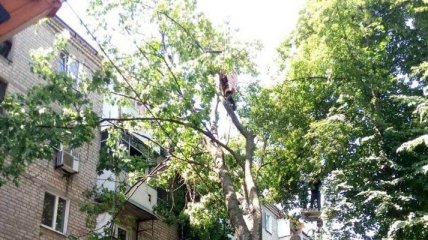 Не было ни ветра, ни дождя: в Харькове огромный клен рухнул на пятиэтажку, распотрошив балконы и окна (фото, видео)