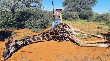 В ЮАР охотница вырезала сердце жирафу, назвав его "валентинкой" на 14 февраля (фото)