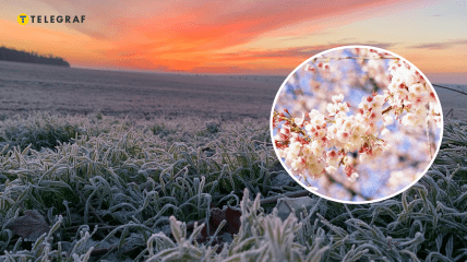 Цвет под угрозой во время заморозков