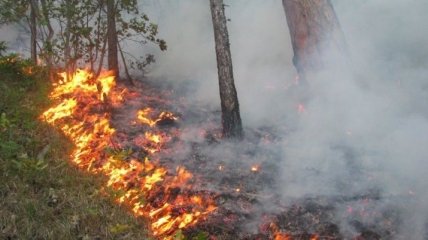 На Житомирщине локализовали лесной пожар в заповеднике