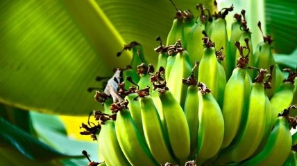Бананы помогают избавиться от курения