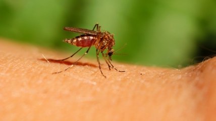 Спасет от малярии и не только: ученые предложили "оглушить" комаров, чтобы те не размножались