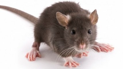 Ученые обнаружили у мышей альтернативные обонятельные рецепторы